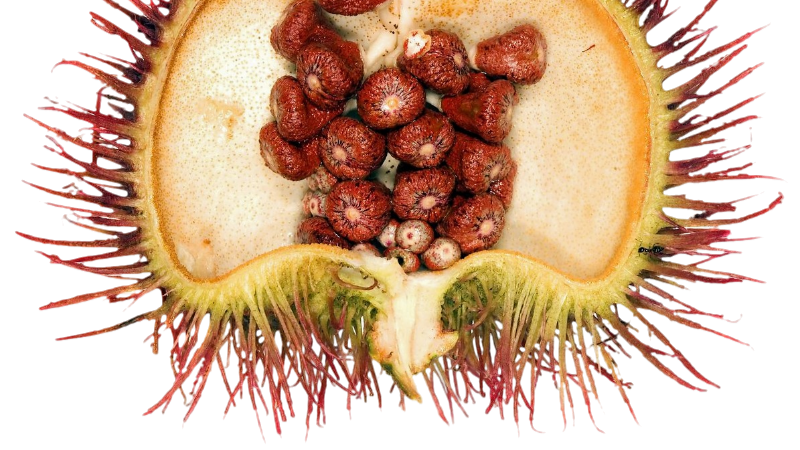 Achiote image