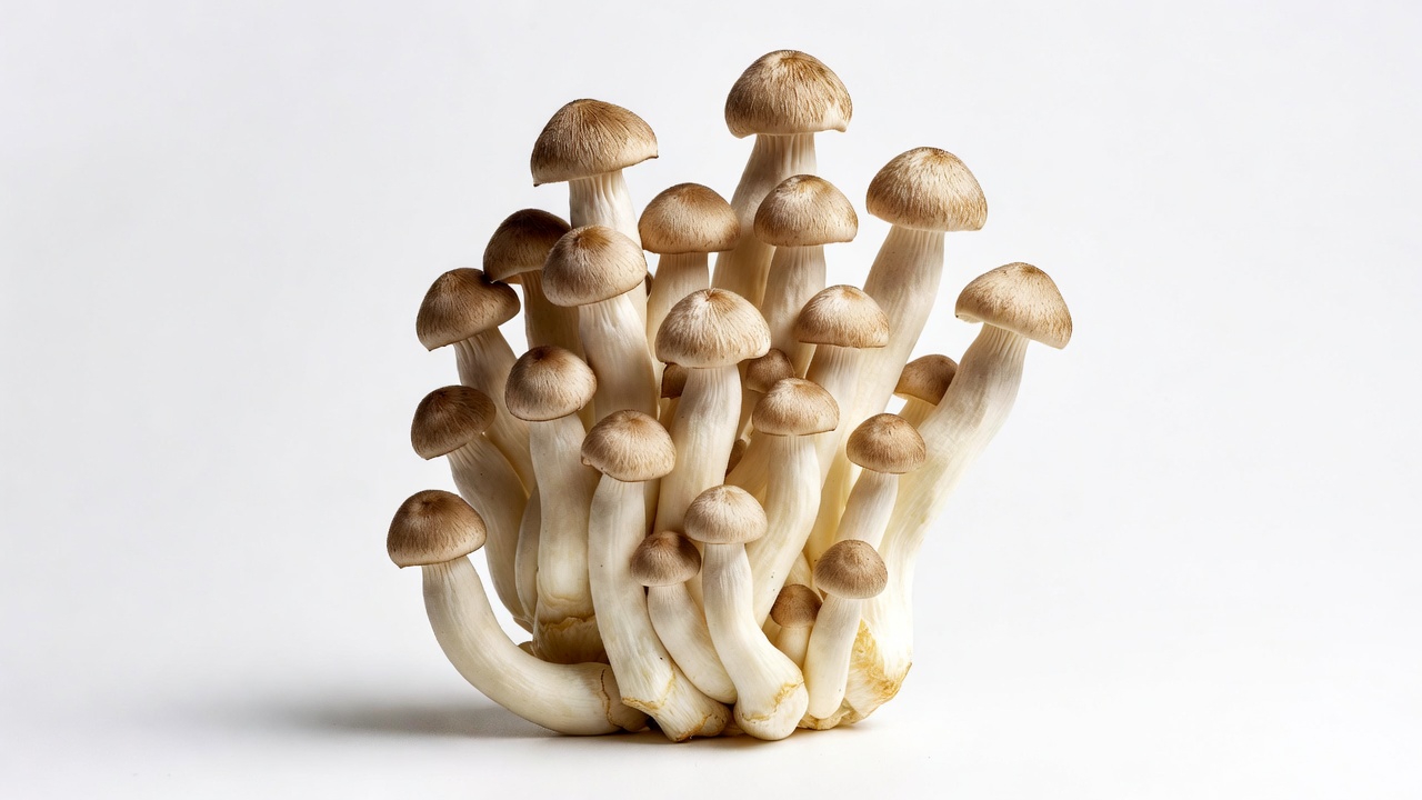 Enoki image