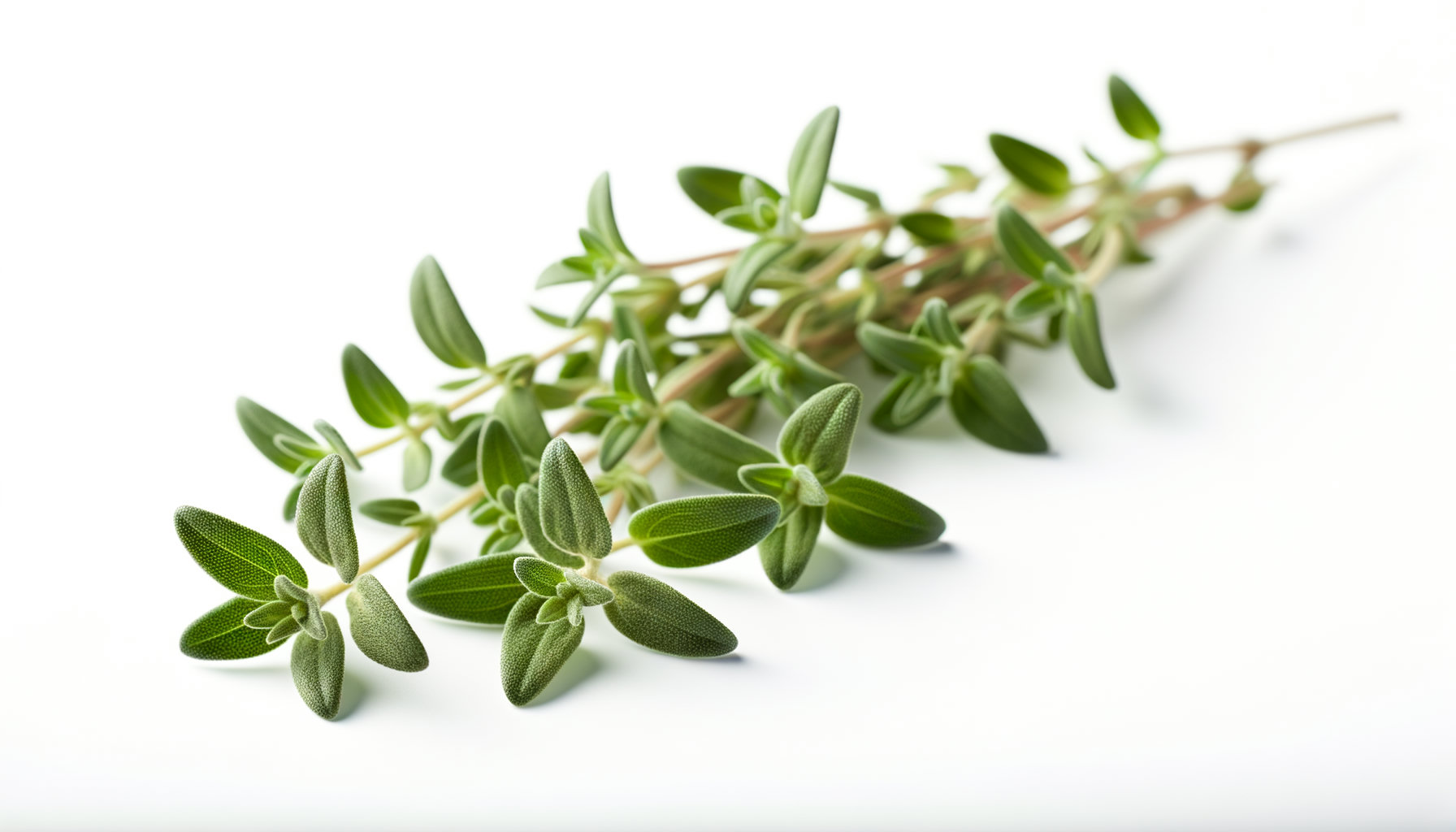 Lemon Thyme image