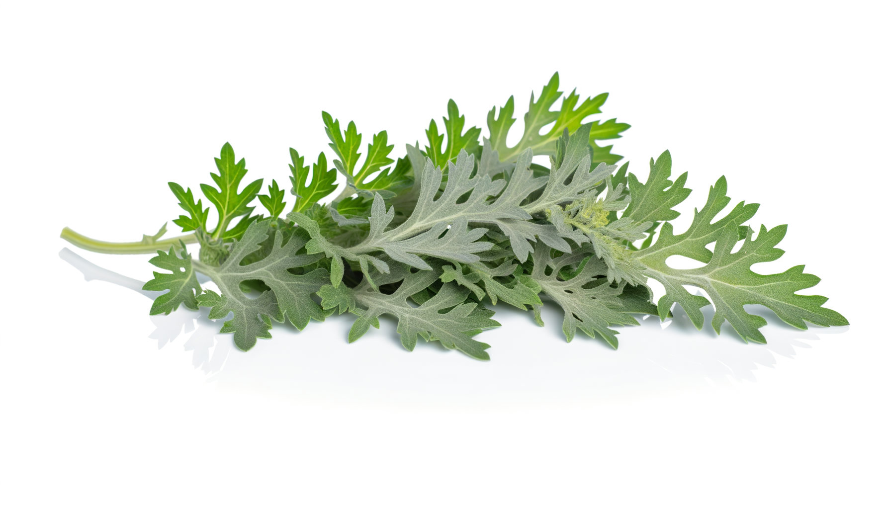 Wormwood image
