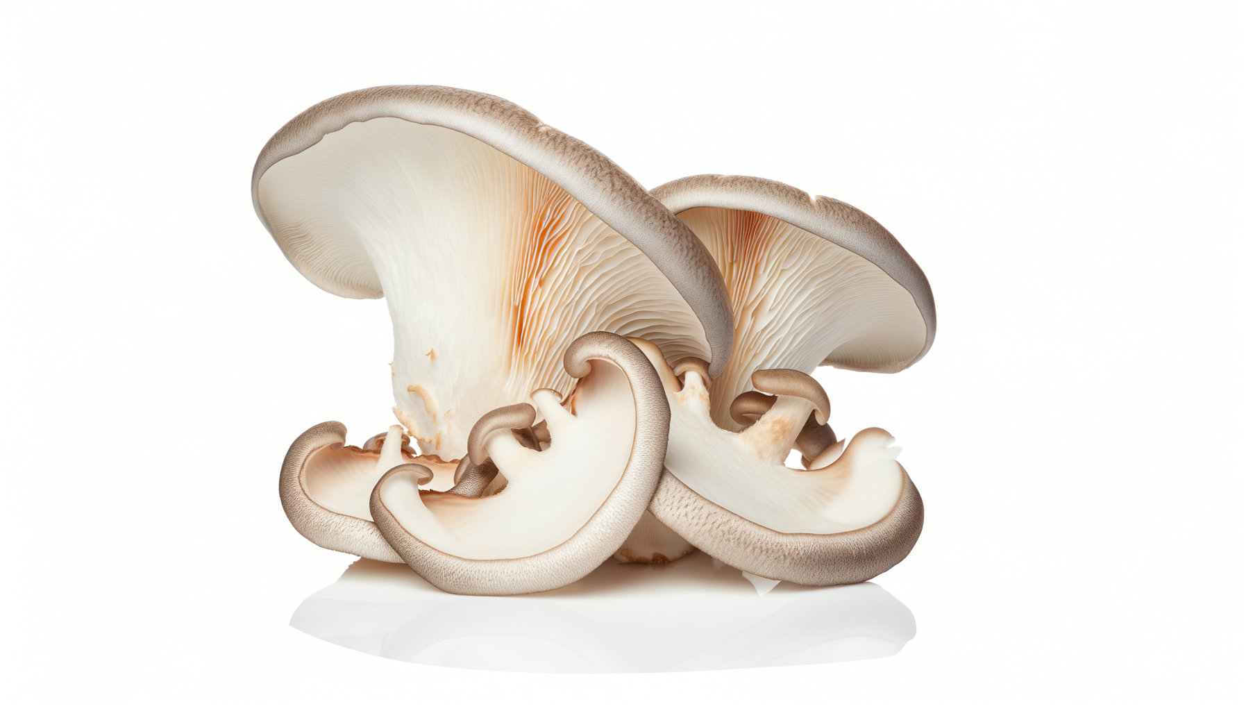 Oyster Mushroom image