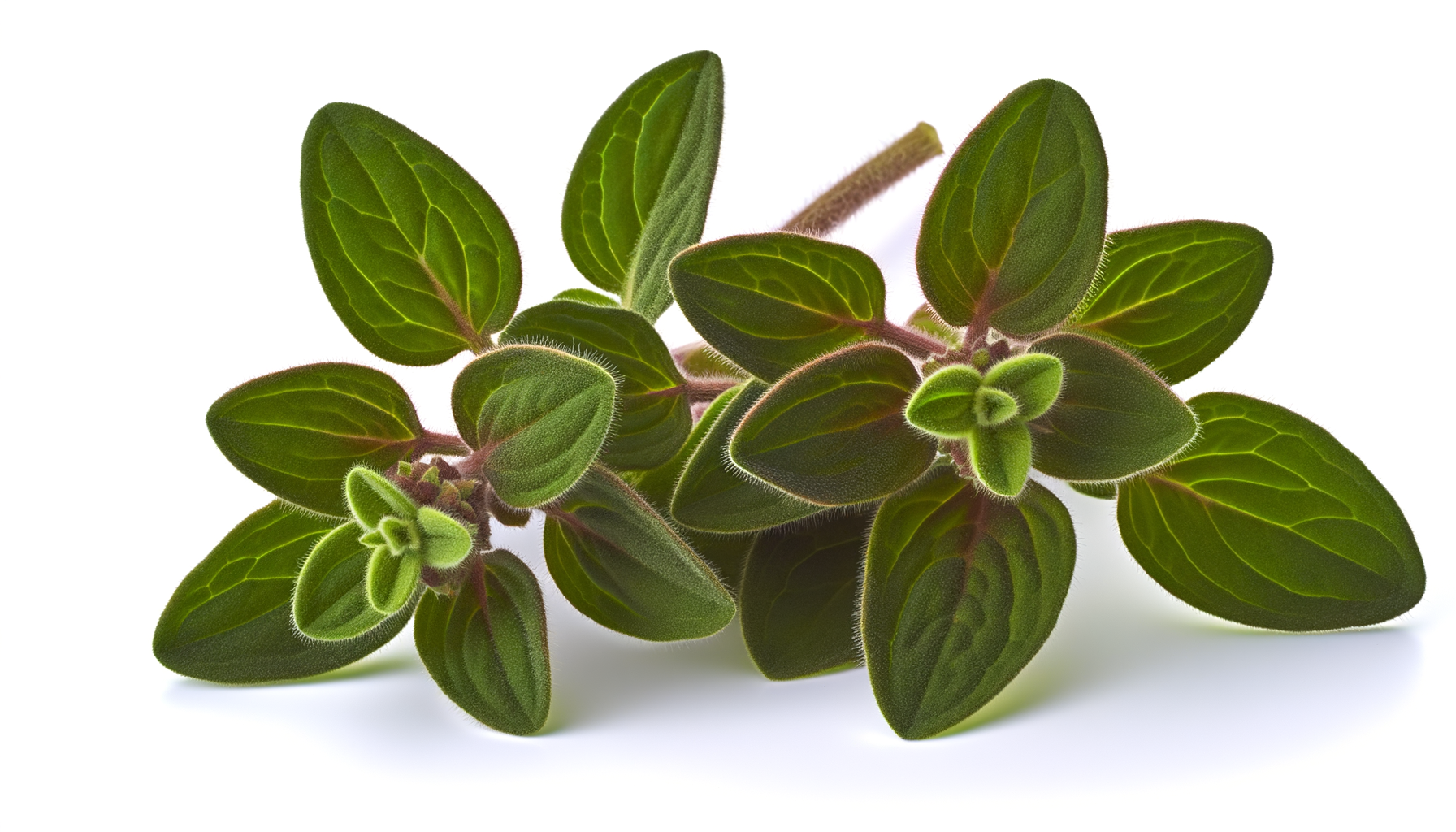 Mexican Oregano image