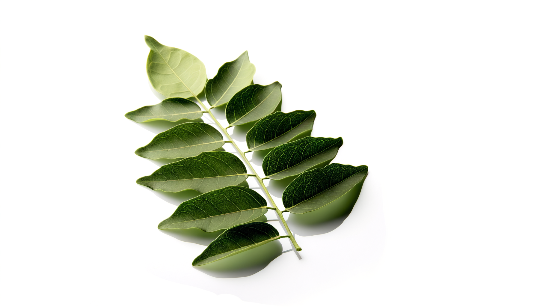 Curry leaf image