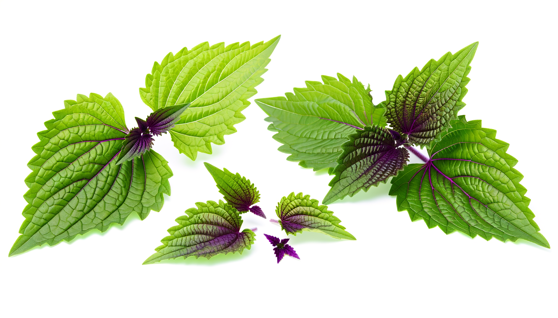 Shiso image