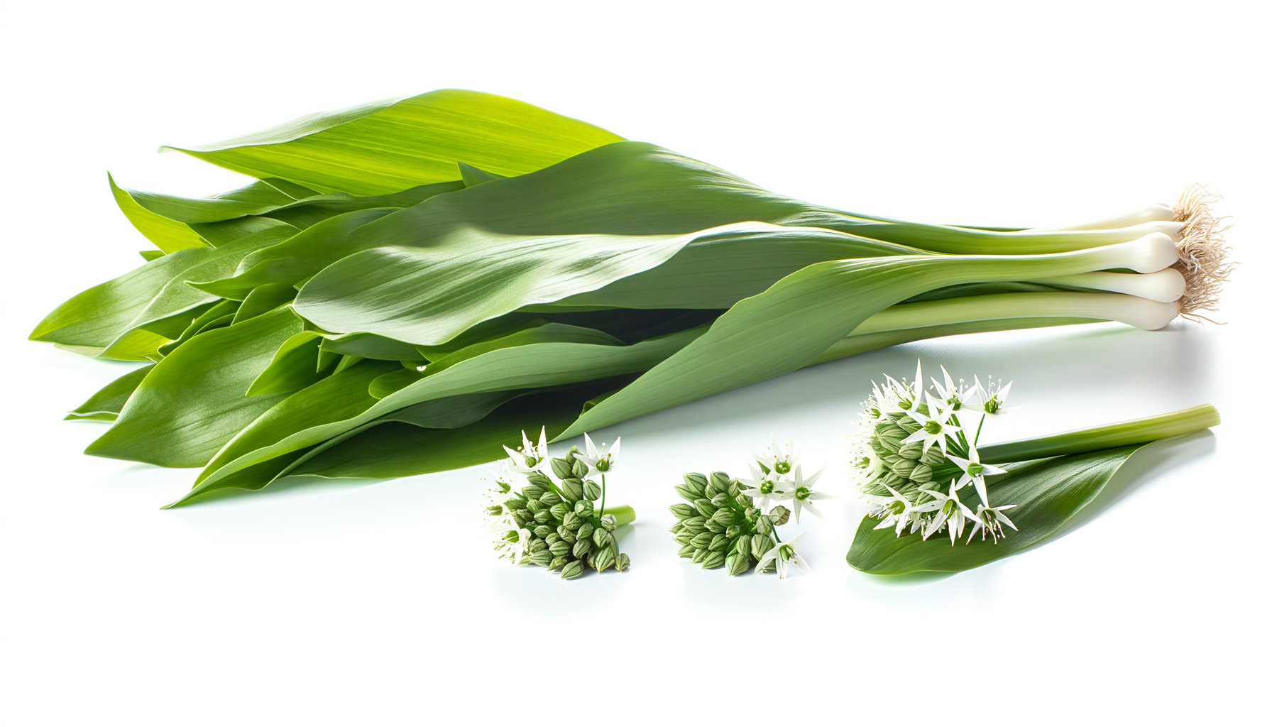 Wild Garlic image