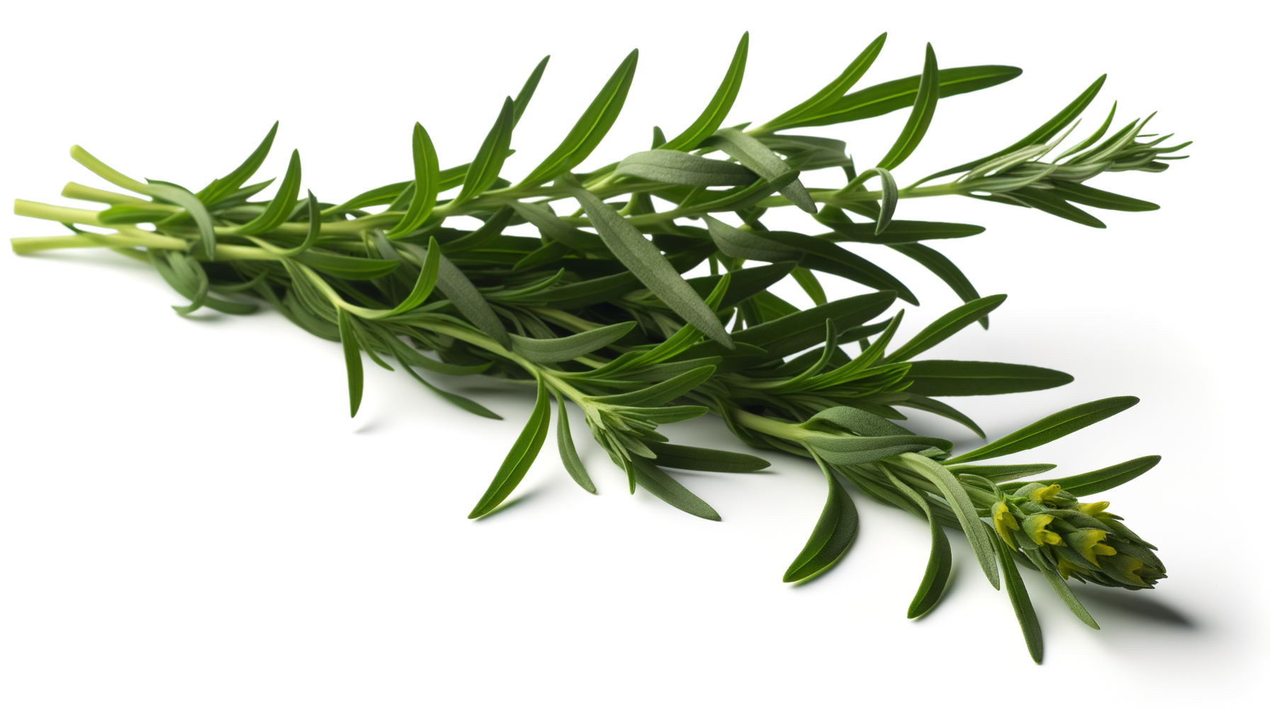 Tarragon image