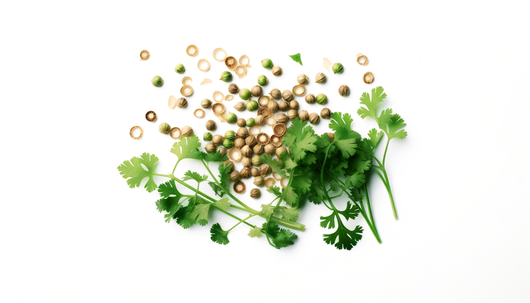 Coriander image