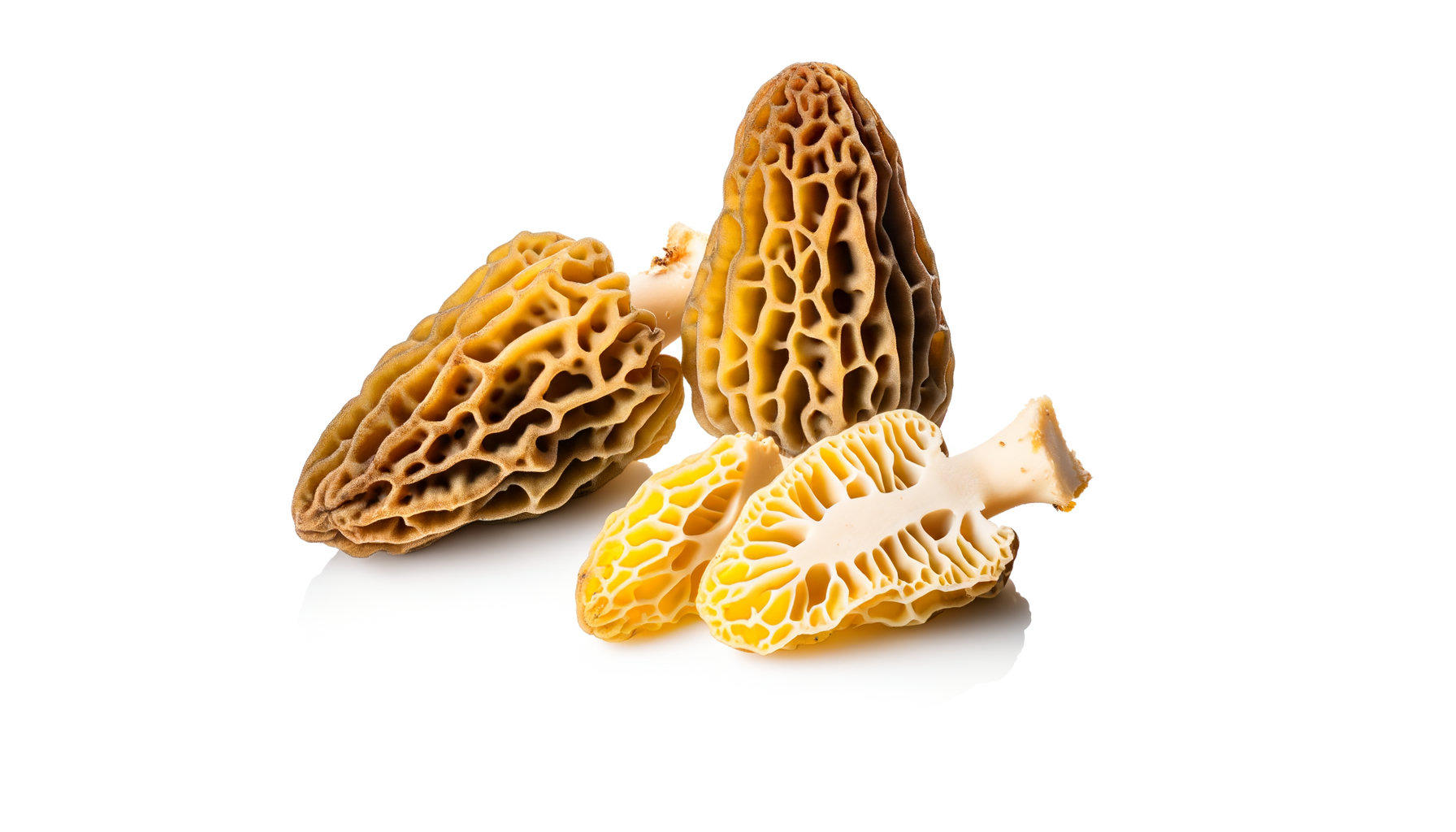 Morel image