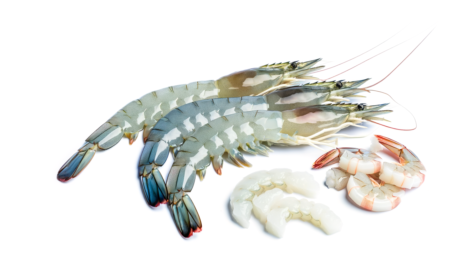 Shrimp image